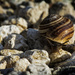 Snail, making trails by evalieutionspics