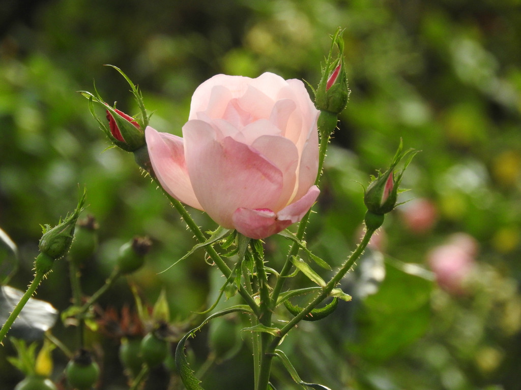 Blooming Roses by seattlite