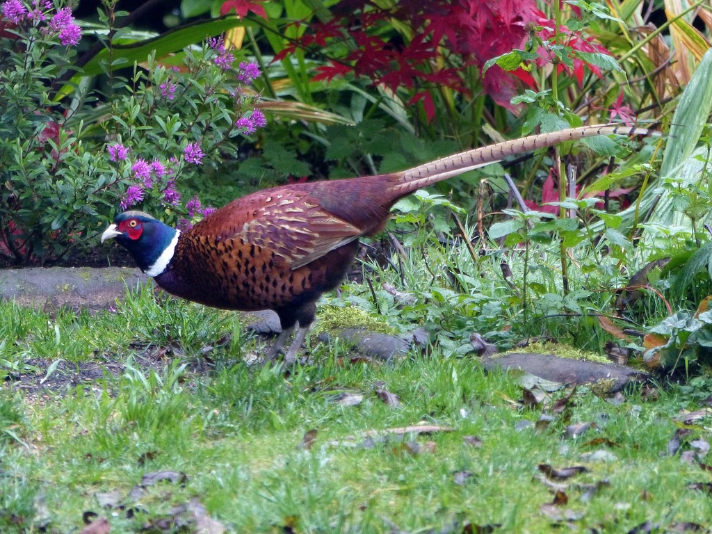 Pheasant (male) by susiemc