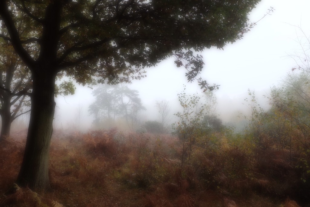 A Foggy Morning by mattjcuk