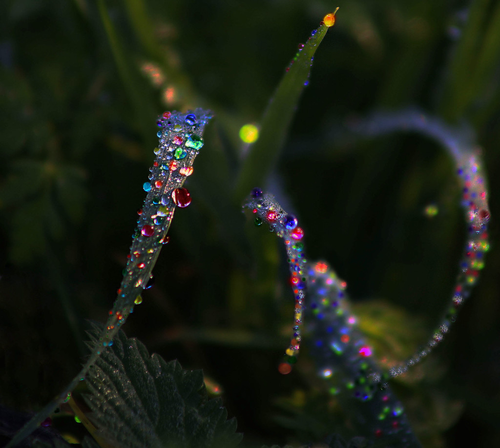 Jewels in Nature  by jesperani