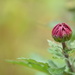 Chrysanthemum bud by ziggy77