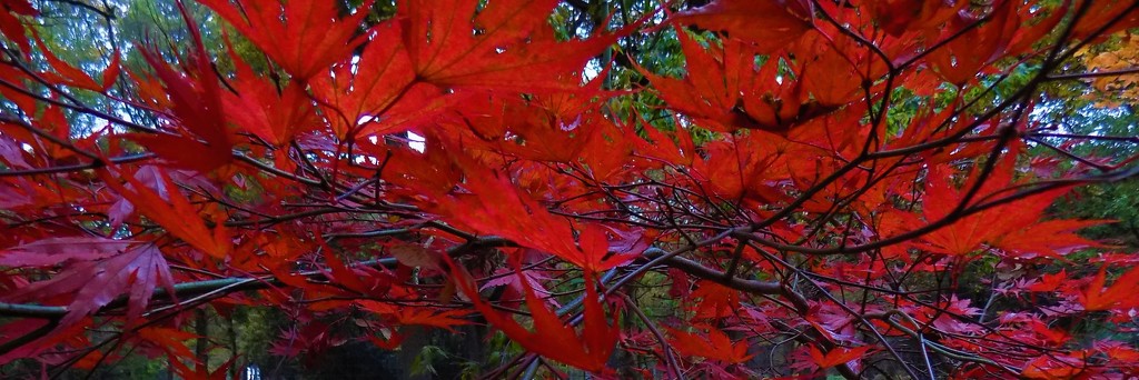 Autumn colour by flowerfairyann