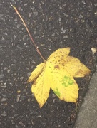1st Nov 2016 - Autumn Leaf