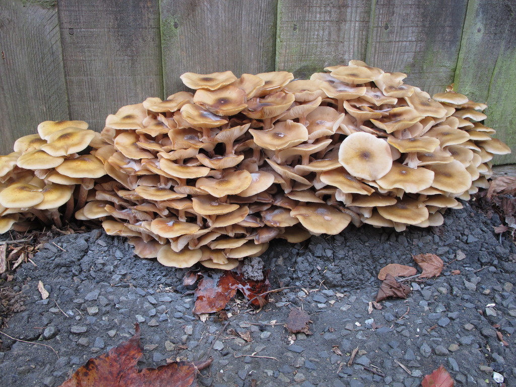 Autumn Fungus by davemockford