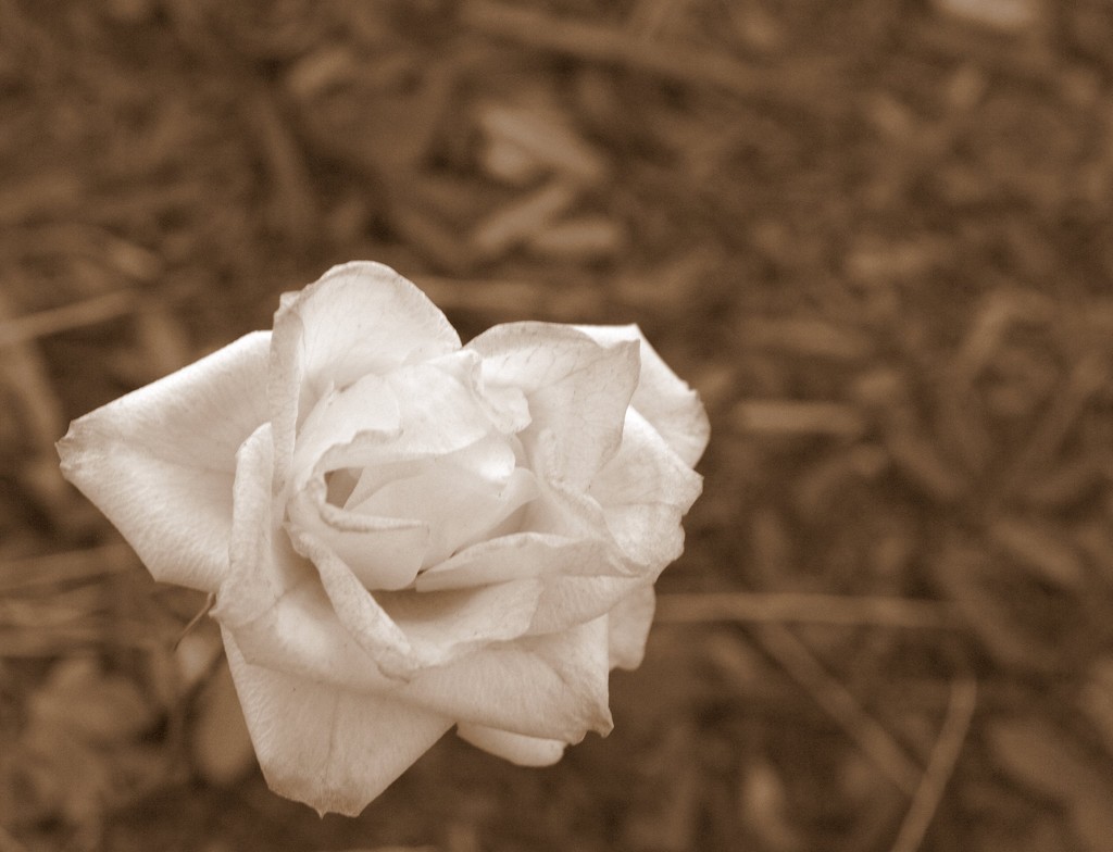 Day 62:  A Rose From Rosemary by sheilalorson