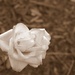 Day 62:  A Rose From Rosemary by sheilalorson