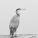 Pensive Heron by s4sayer