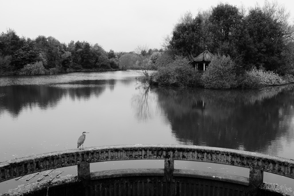 OCOLOY Day 306: Grey Heron and Pagoda by vignouse