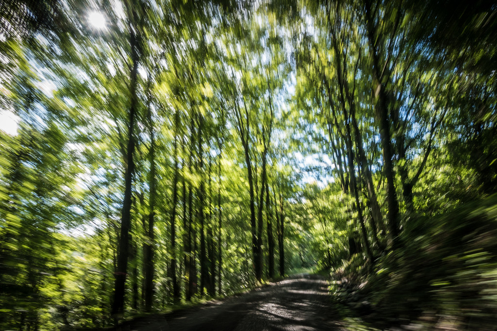 Driving on wooded dirt road by jbritt