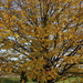 Autumn Linden by bjchipman