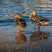 Ducks @ Annapolis City Dock by jbritt
