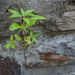 Tenacious weed in wall by jbritt
