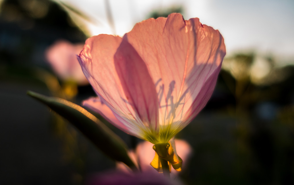 Backlit Pink flower by jbritt