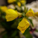 Moon Flower First shot w Sony RX 100-4 by jbritt