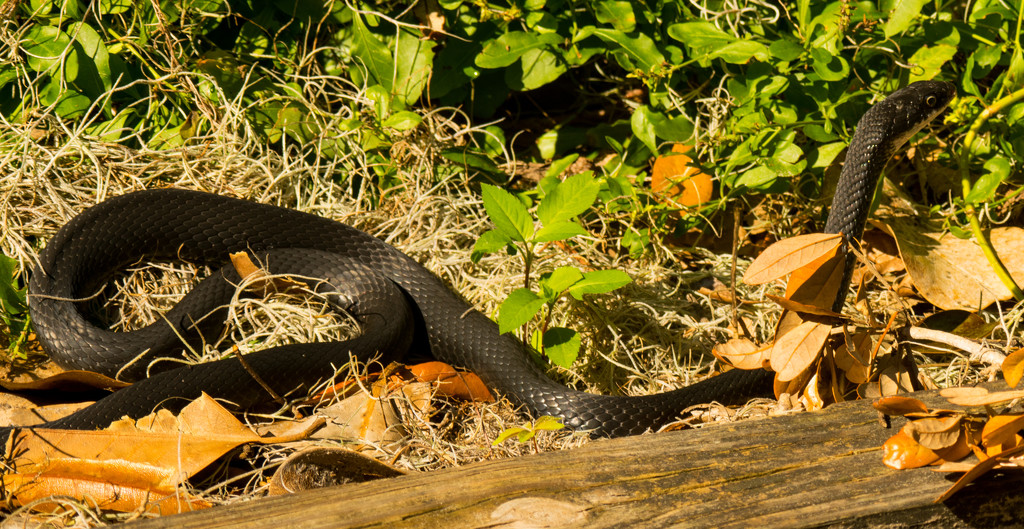 Black Snake! by rickster549