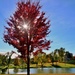 red tree by lynnz