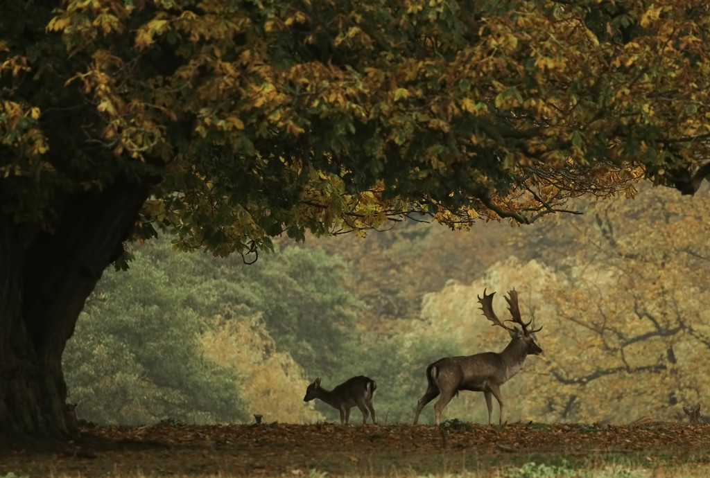 Fallow Deer Stag and Doe by shepherdmanswife