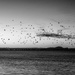 Layer of birds by frequentframes