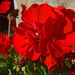 geraniums by ianmetcalfe