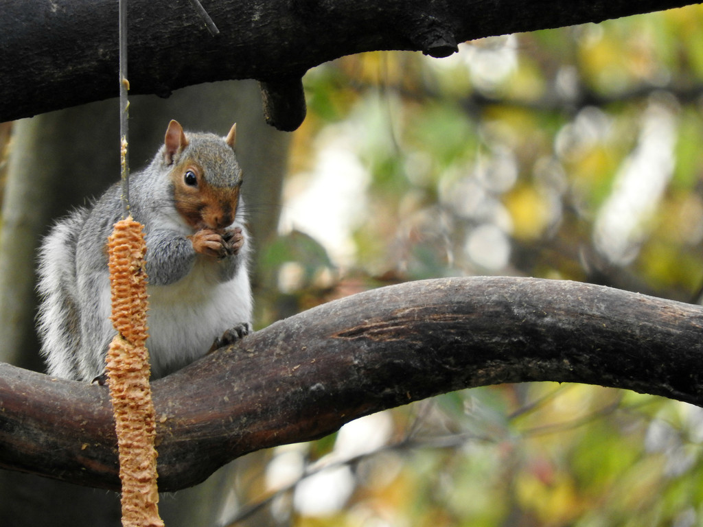 Well Fed Squirrel by seattlite