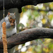 Well Fed Squirrel by seattlite