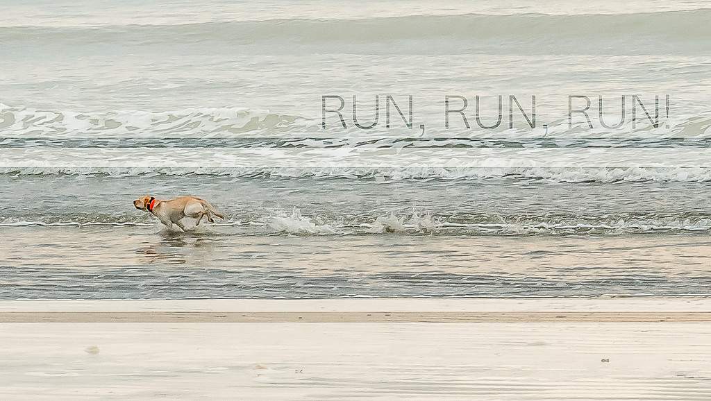 Run, Run, Run! by joansmor