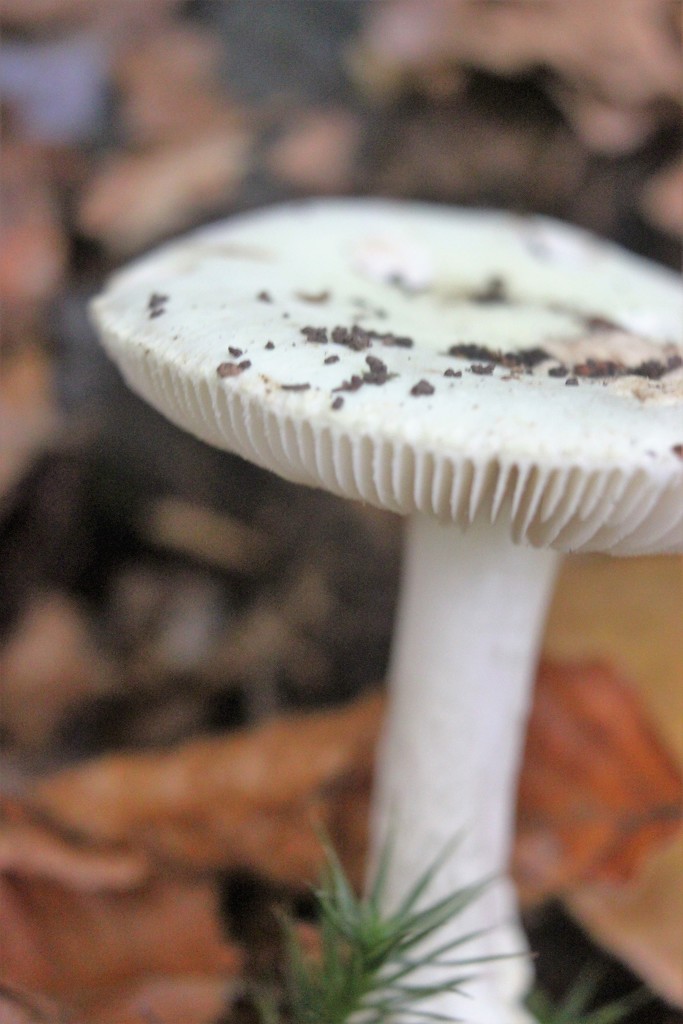 Mushroom in the Woods by cookingkaren