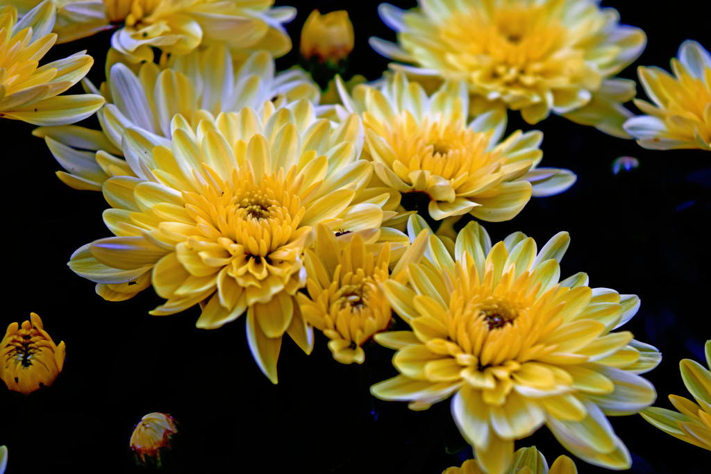 Sea of Chrysanthemums by dsp2