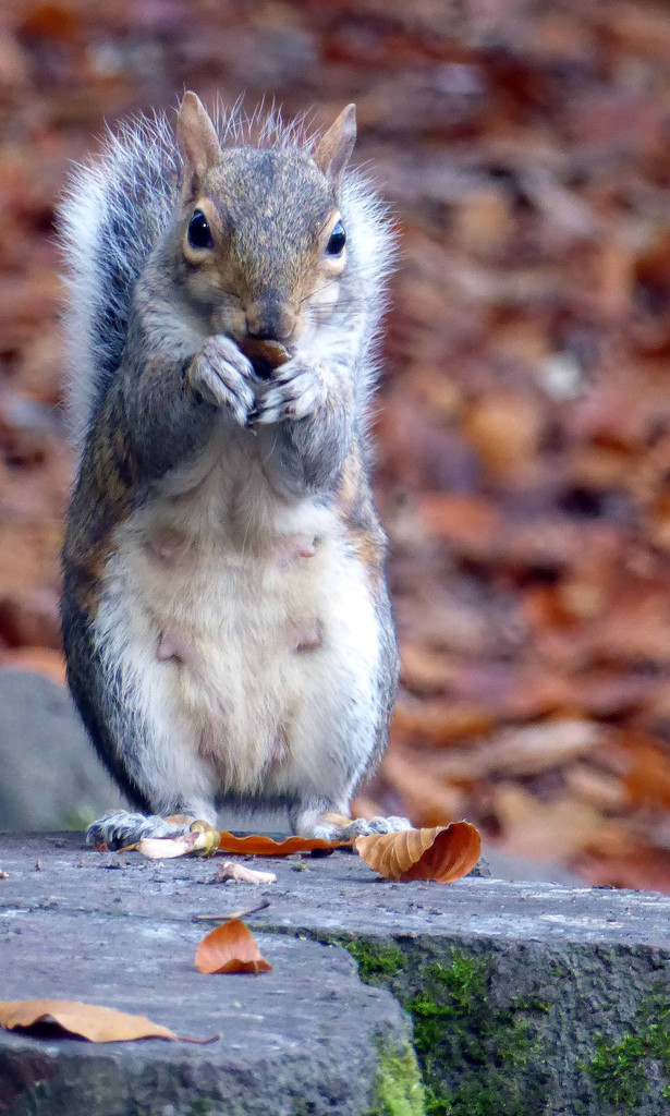 Squirrel Nutkin by cmp