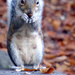 Squirrel Nutkin by cmp