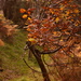 Autumn colours by ziggy77