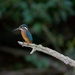 Female Kingfisher-best on black by padlock