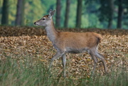 30th Oct 2016 - RED DEER HIND