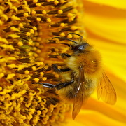 31st Oct 2016 - BUMBLE BEE ON SUNFLOWER