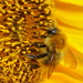BUMBLE BEE ON SUNFLOWER by markp