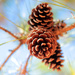 Pinecones Make Me Think of Winter by milaniet