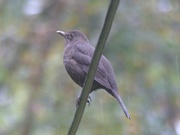 17th Oct 2016 -  Female Blackbird 