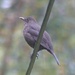  Female Blackbird  by susiemc