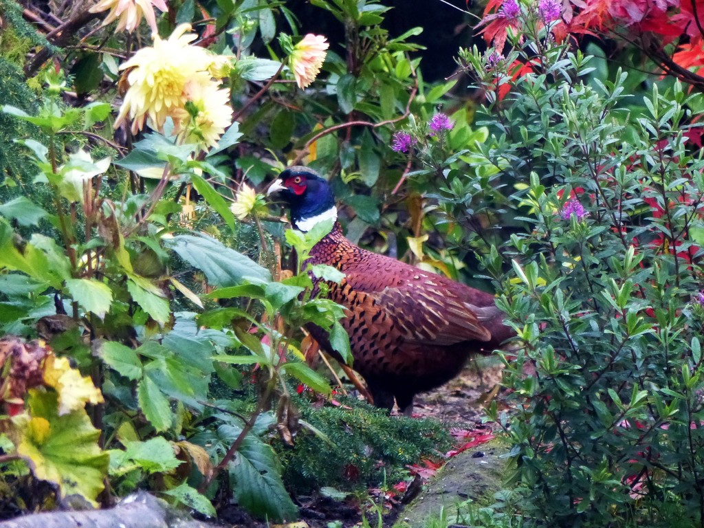 Pheasant Sneaking Off by susiemc