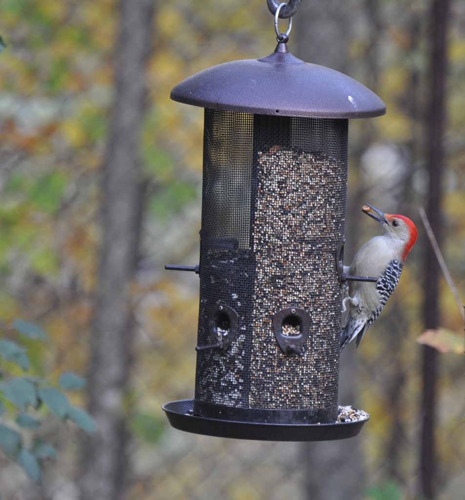 Red-Bellied Woodpecker by frantackaberry