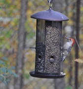 25th Oct 2016 - Red-Bellied Woodpecker