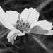 Still Blooming by daisymiller