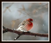 3rd Dec 2010 - Festive Finch