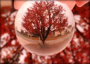1st Nov 2016 - It's autumn in my crystal ball