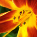 Orange Blossom by jeffjones
