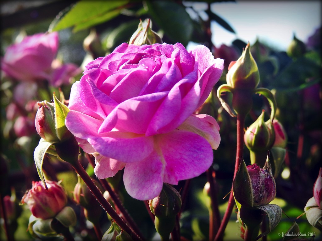 Ken Nobbs's Roses by yorkshirekiwi