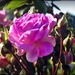 Ken Nobbs's Roses by yorkshirekiwi