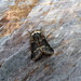 Autumn moths 11 December  moth by steveandkerry