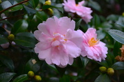 3rd Nov 2016 - Sasanqua camellias